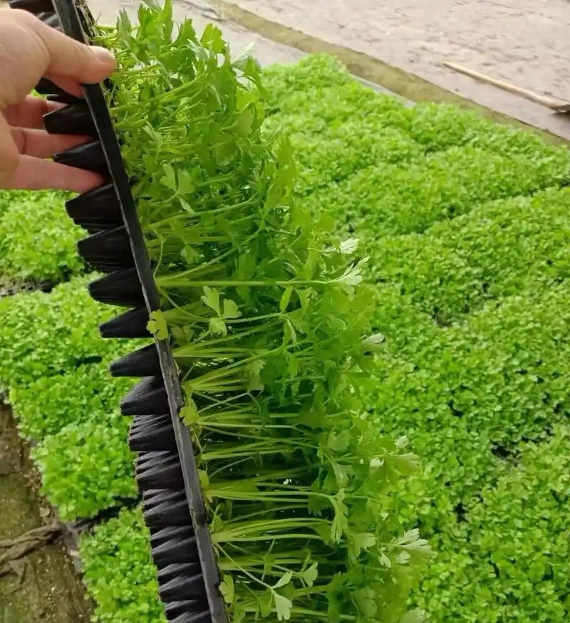 芹菜苗西芹苗云南芹菜苗品种全现挖现发成活率高