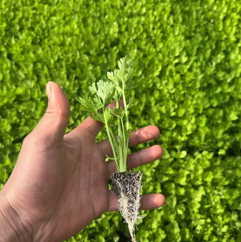 芹菜苗西芹苗云南芹菜苗品种全现挖现发成活率高