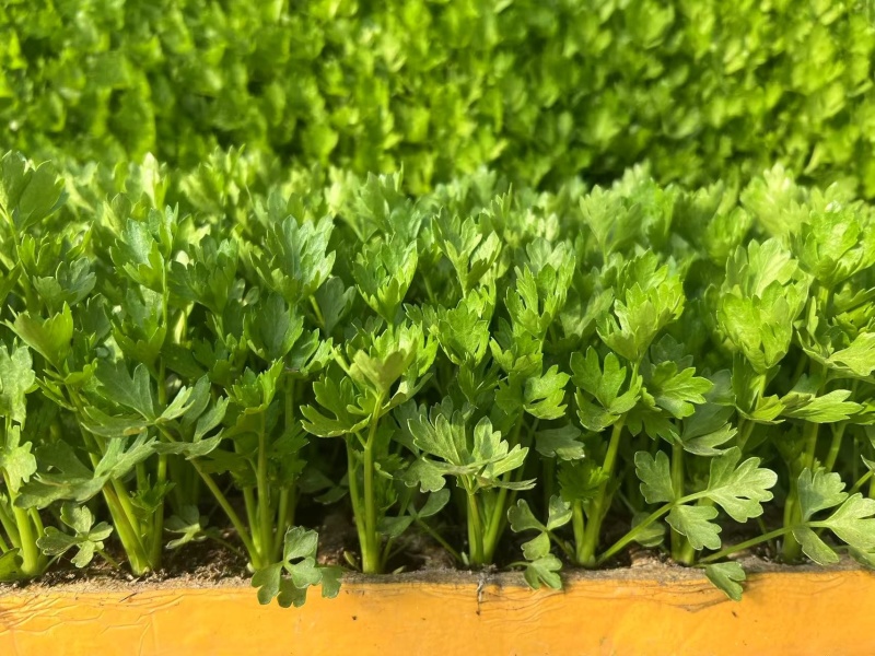 芹菜苗西芹苗云南芹菜苗品种全现挖现发成活率高