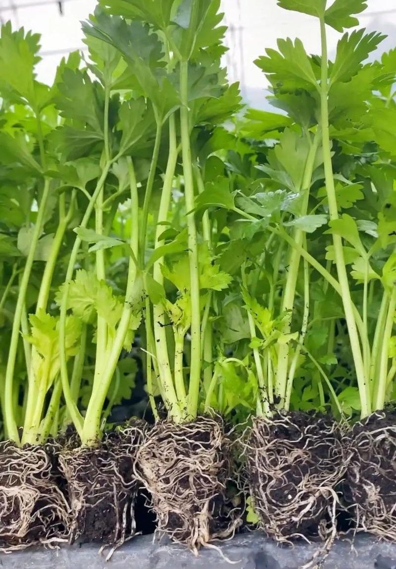 芹菜苗西芹苗云南芹菜苗品种全现挖现发成活率高