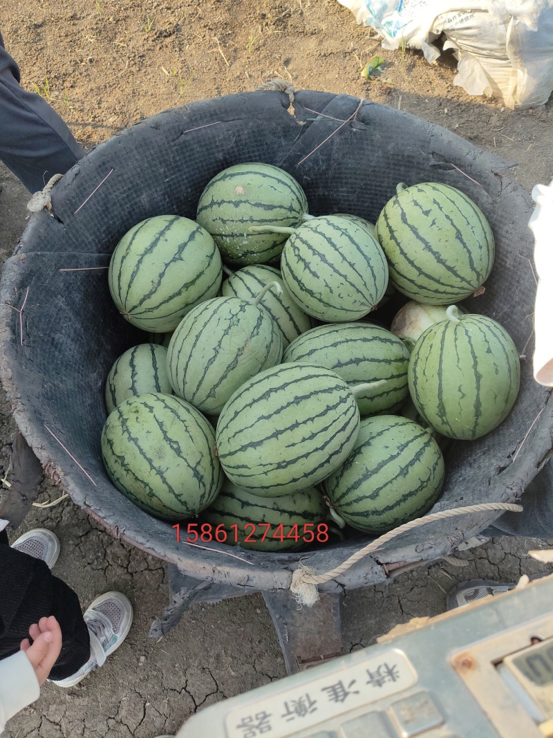 拿比特西瓜，薄皮白籽