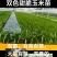 双色甜脆玉米苗
