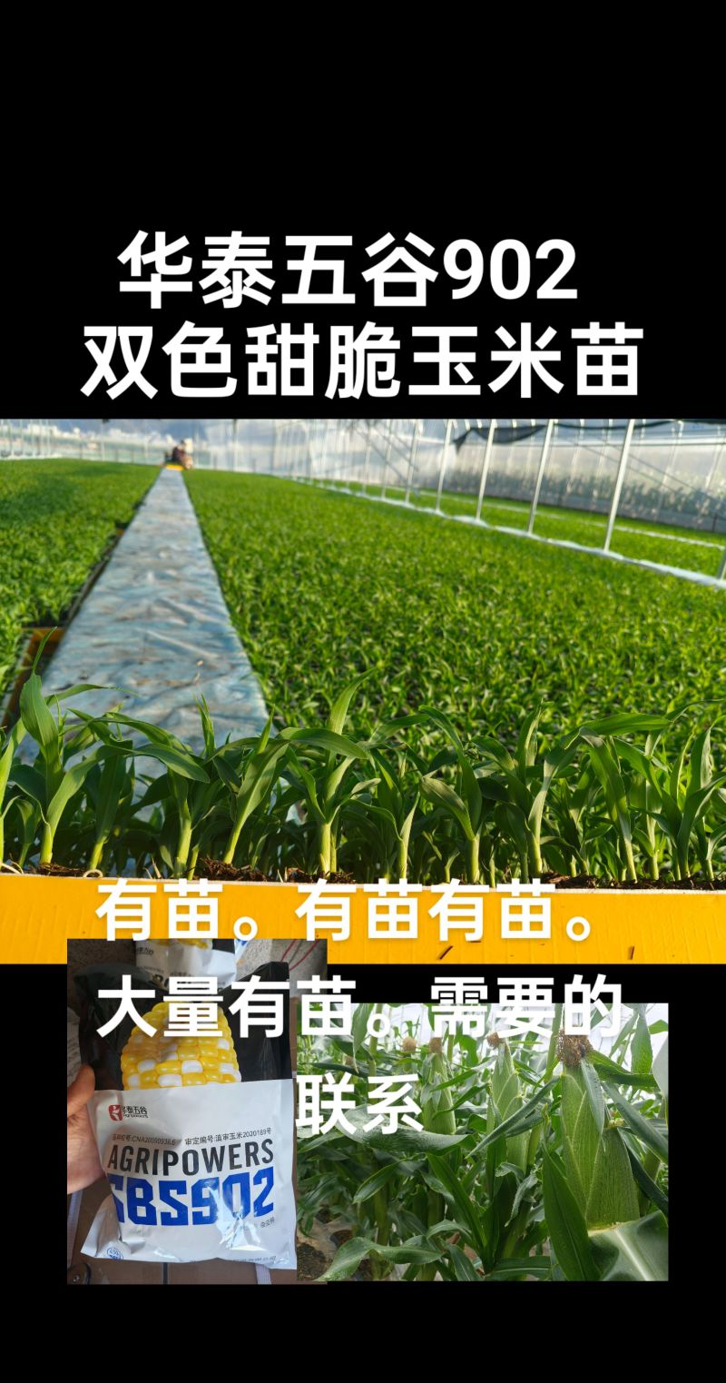 双色甜脆玉米苗