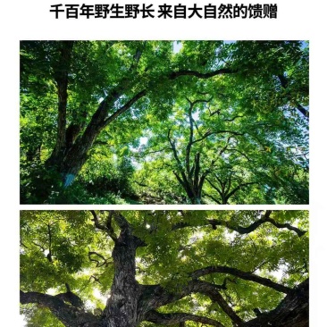 云南凤庆核润野生古树有机山核桃油孕妇儿童学生大量用脑人群