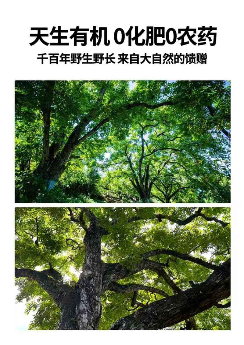 云南凤庆核润野生古树有机山核桃油孕妇儿童学生大量用脑人群