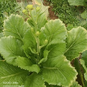 贵州威宁县高山青菜苔