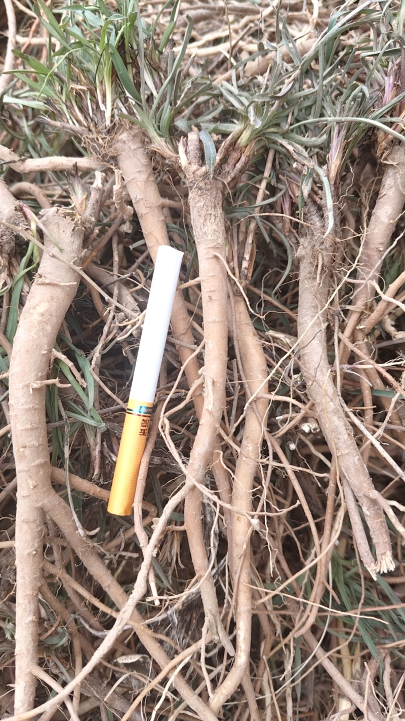 山西北柴胡种籽出售，首选