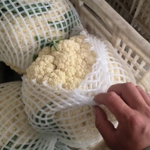 有机花，3斤以下，乳白青梗松花菜大量上市河北昌黎