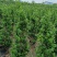广东火山榕树苗全国可发，规格齐全，欢迎电话质询