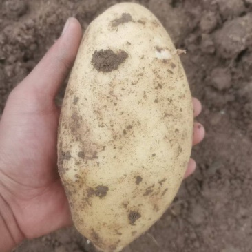 《沃土5号》土豆安徽基地直发保质保量一条龙服务诚信合作
