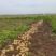 《沃土5号》土豆安徽基地直发保质保量一条龙服务诚信合作