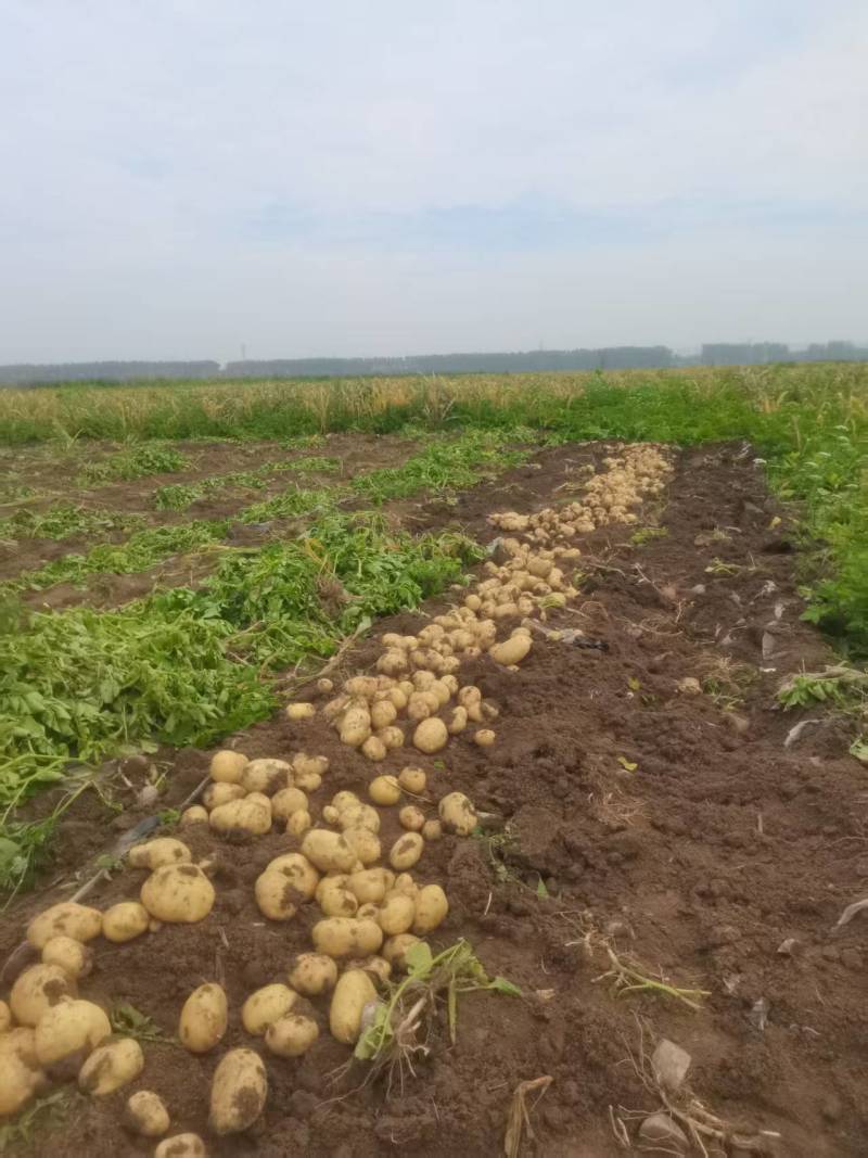 《沃土5号》土豆安徽基地直发保质保量一条龙服务诚信合作