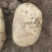 《沃土5号》土豆安徽基地直发保质保量一条龙服务诚信合作