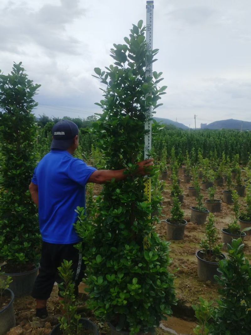 广东火山榕树苗全国可发，规格齐全，欢迎电话质询