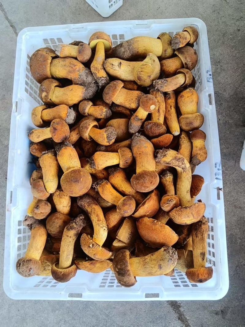 美味牛肝2025上量，精品通货均可以提供
