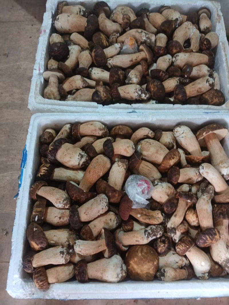 美味牛肝2025上量，精品通货均可以提供