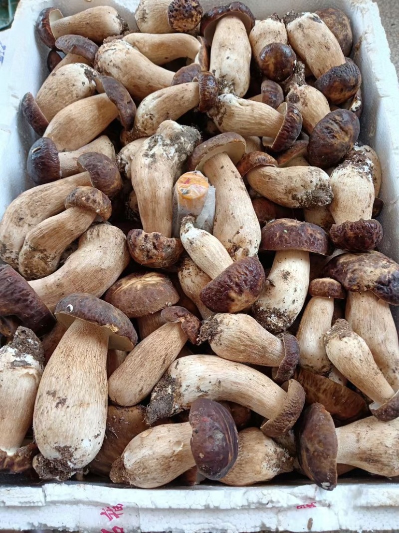 美味牛肝2025上量，精品通货均可以提供