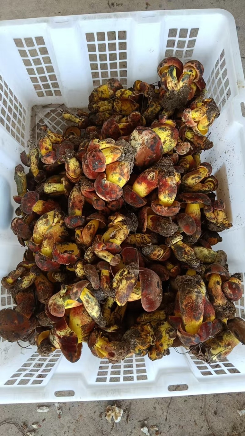 美味牛肝2025上量，精品通货均可以提供