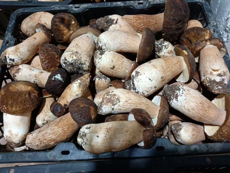 美味牛肝2025上量，精品通货均可以提供