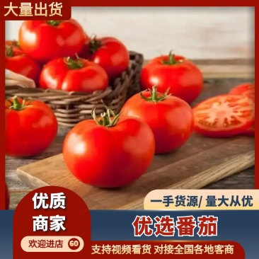 番茄大量上市口感纯甜质量可靠口感好