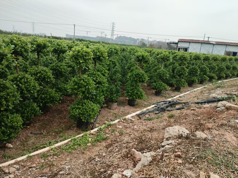 广东火山榕树苗全国可发，规格齐全，欢迎电话质询
