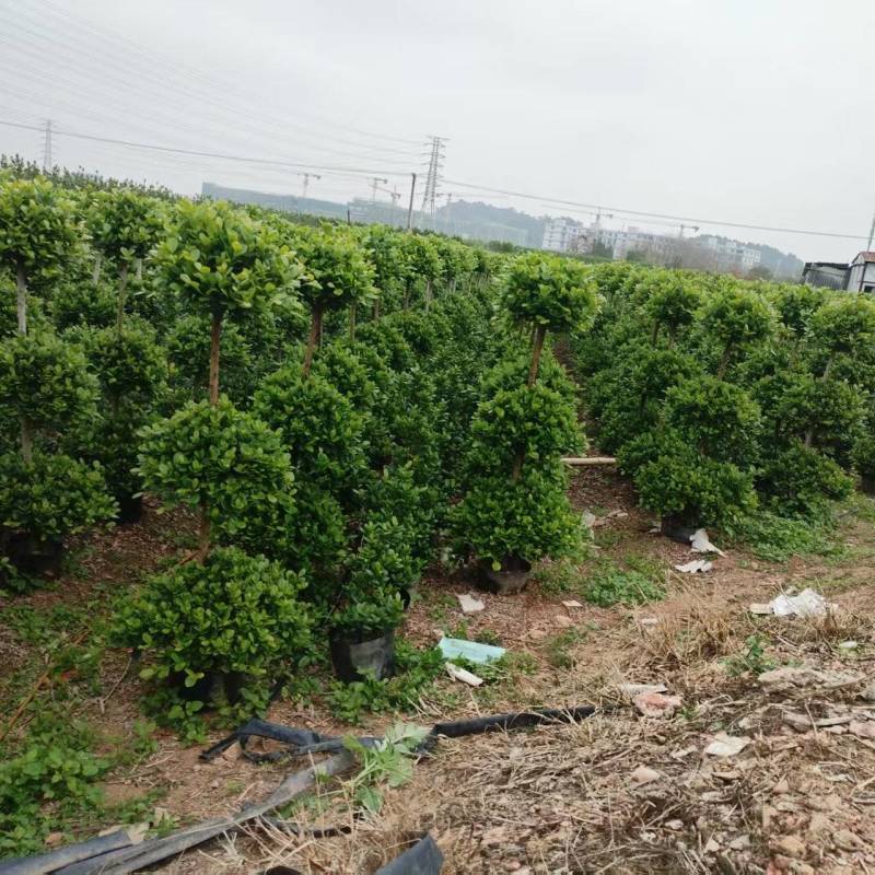 佛山火山榕树苗基地直发一手货源价格透明欢迎客商联系