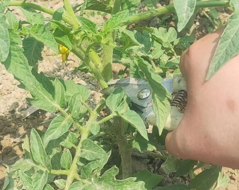 番茄大量上市口感纯甜质量可靠口感好