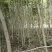 紫荆2-8公分