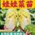 娃娃菜苗/金娃娃菜苗/大娃娃菜苗/基地现挖/抗病高产成活