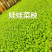 娃娃菜苗/金娃娃菜苗/大娃娃菜苗/基地现挖/抗病高产成活