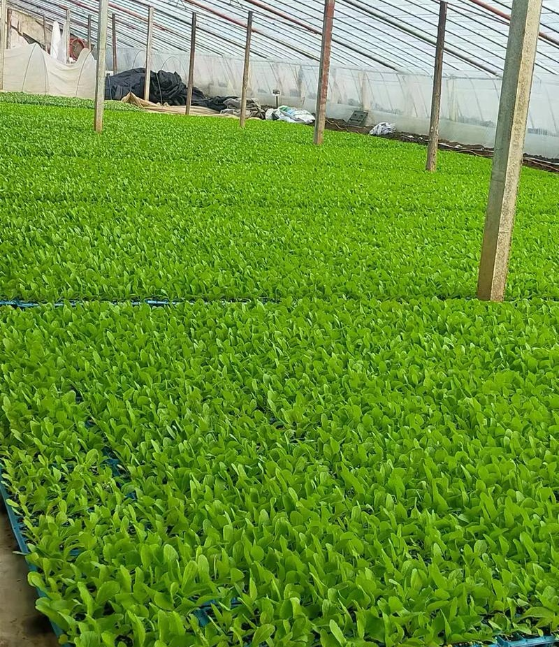 娃娃菜苗/金娃娃菜苗/大娃娃菜苗/基地现挖/抗病高产成活