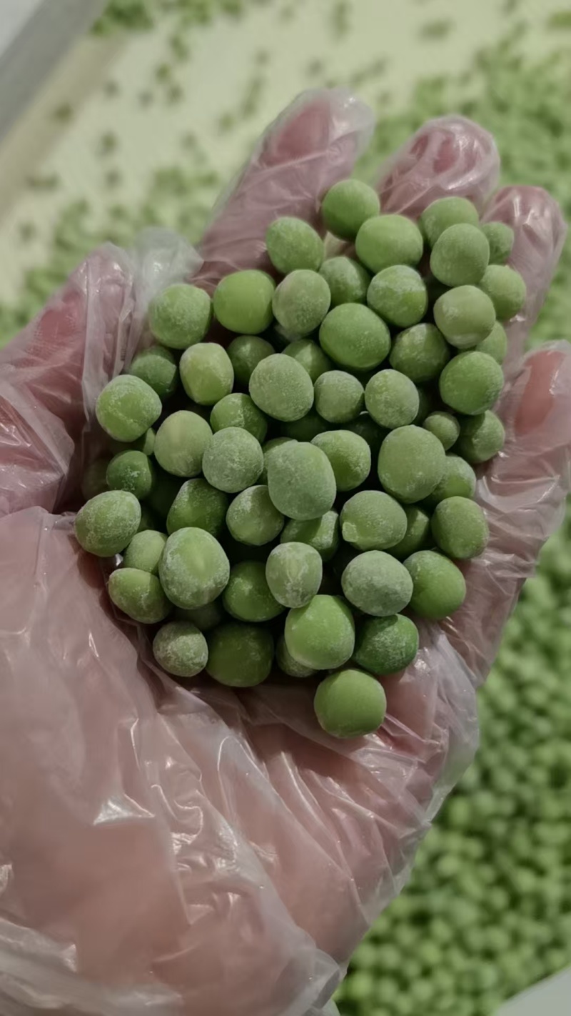 速冻青豆豌豆粒货源充足量大从优质量保证欢迎咨询精品
