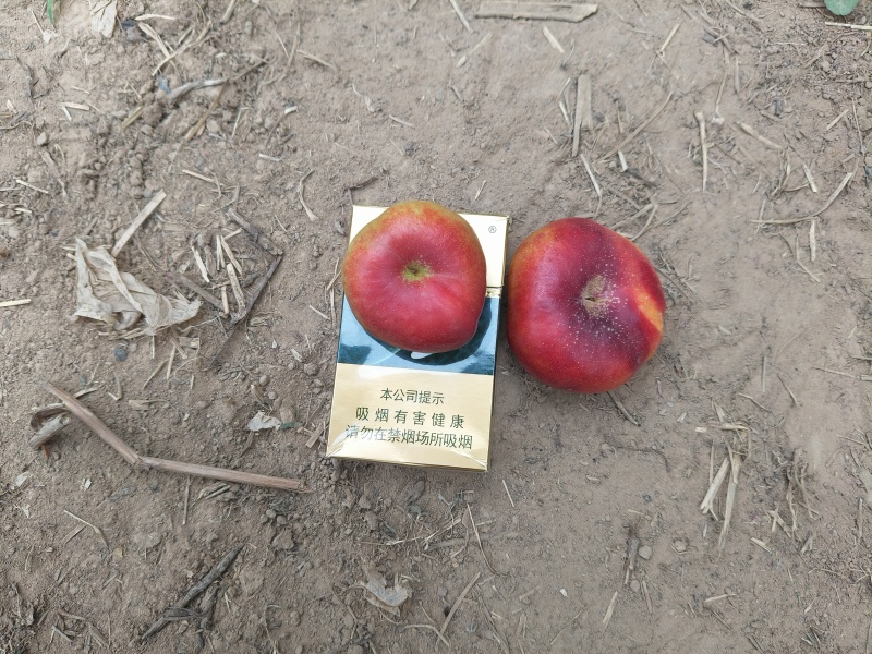 陆地金钱油蟠桃，黄肉蟠桃红油蟠产地直发，保量保质有需要联