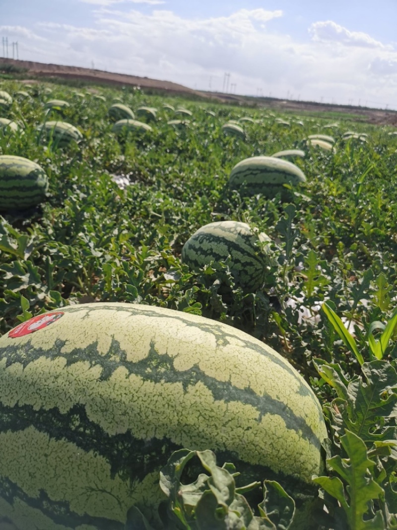 宁夏石头瓜硒砂瓜产地直供全国可发视频看货
