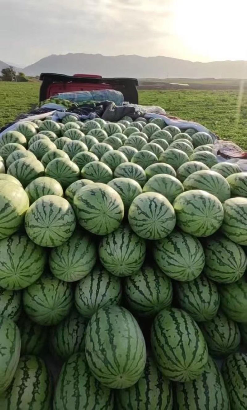 宁夏石头瓜硒砂瓜产地直供全国可发视频看货