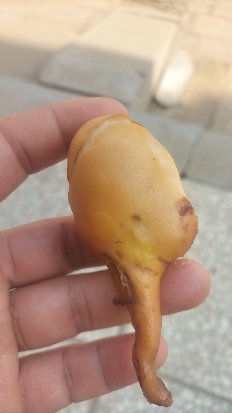 鹅宝