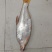 生态优质高品质鸭嘴翘，翘嘴鲌，白鱼