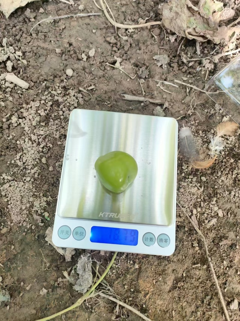 阳光玫瑰葡萄，精品果，通货果，大量供应，