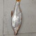 生态优质高品质鸭嘴翘，翘嘴鲌，白鱼