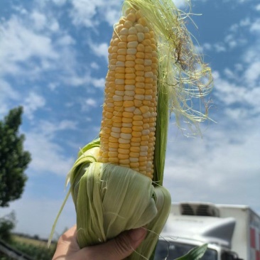 玉米，黄白，水果玉米