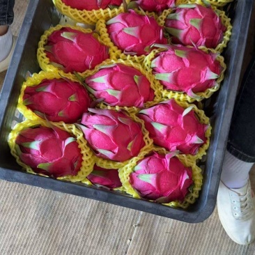 广西火龙果大量上市