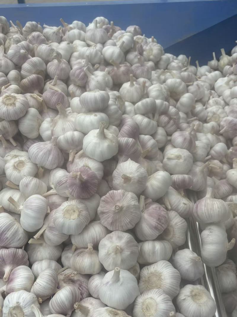 江苏大蒜邳州分级净蒜红皮蒜紫皮蒜，产地直发