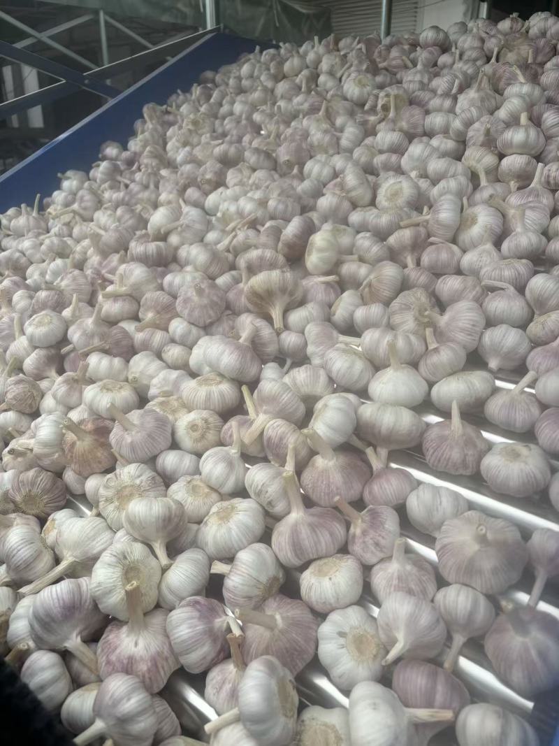江苏大蒜邳州分级净蒜红皮蒜紫皮蒜，产地直发
