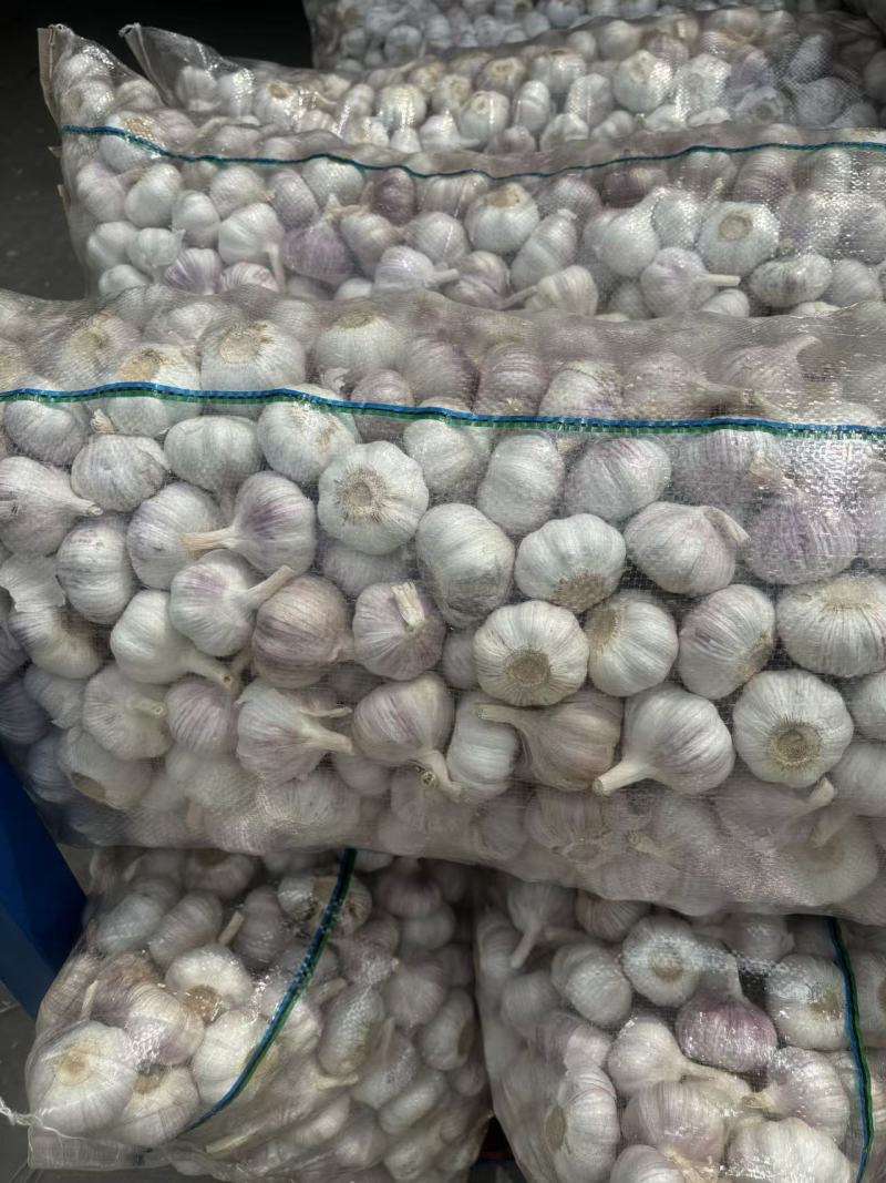 江苏大蒜邳州分级净蒜红皮蒜紫皮蒜，产地直发
