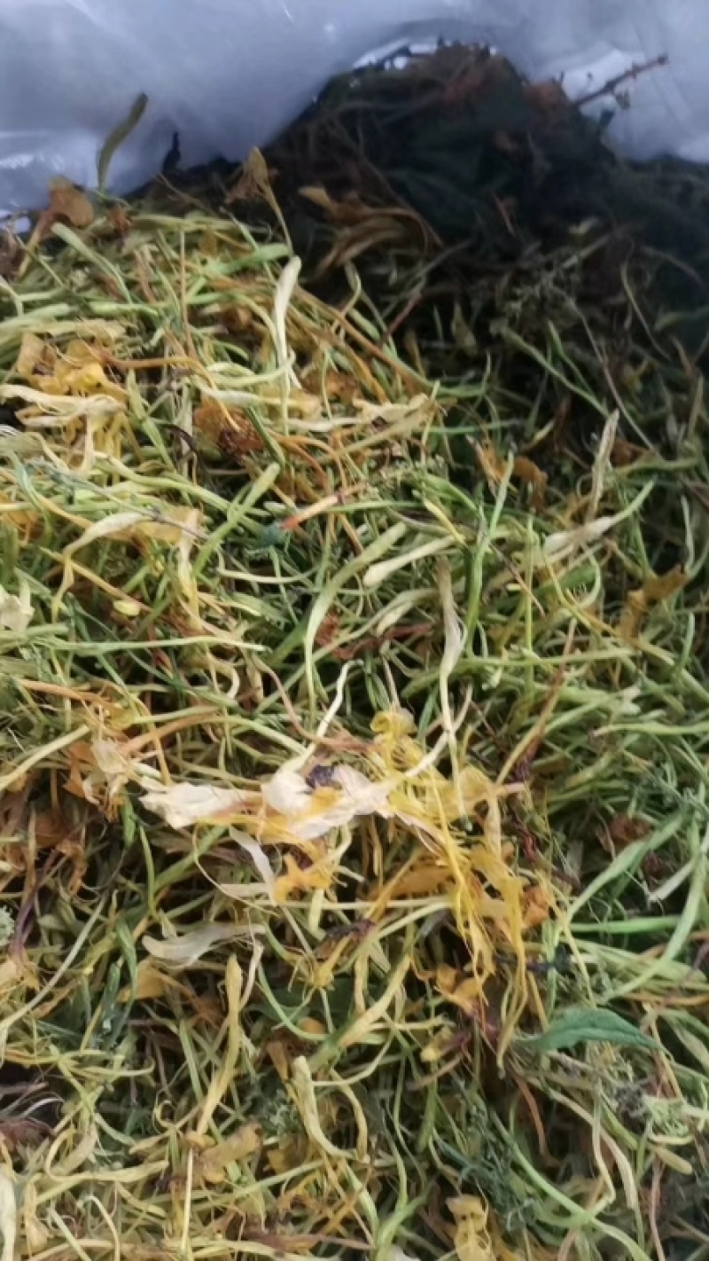 金银花，五彩花优质金银花大量上市欢迎客商前来采购
