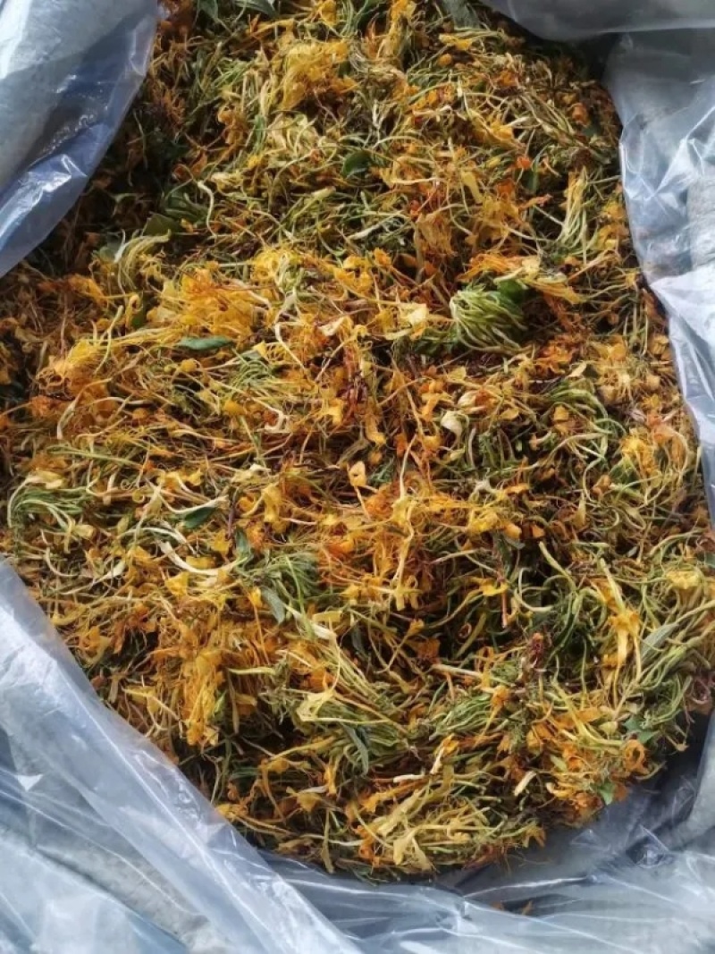 金银花，五彩花优质金银花大量上市欢迎客商前来采购