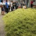 金银花，五彩花优质金银花大量上市欢迎客商前来采购