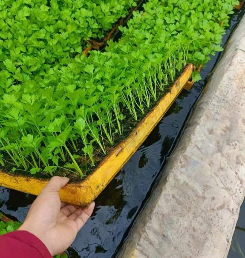 芹菜苗西芹苗云南芹菜苗品种全现挖现发成活率高