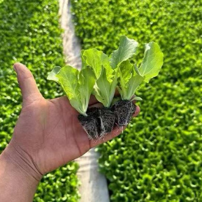 意大利生菜苗/云南生菜苗/基地现挖现发/成活率高量大从优
