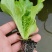 意大利生菜苗/云南生菜苗/基地现挖现发/成活率高量大从优